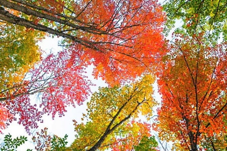 End of Summer - green, trees, yellow, red