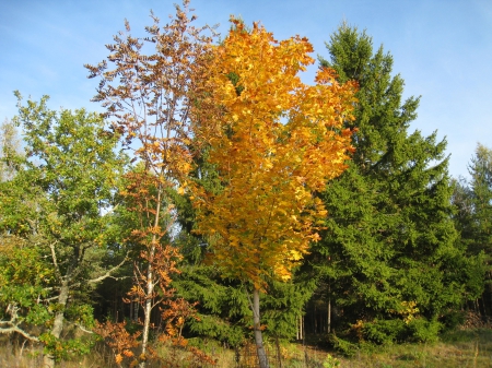 Maple - sky, maple, yellow, blue, color, tree, garden