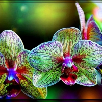 Orchids