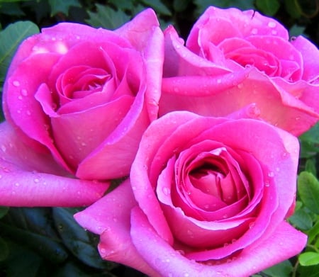 Beautiful Roses - flowers, roses, pink, beautiful