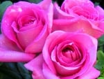 Beautiful Roses