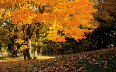 Beautiful Golden Tree - leaves, nature, autumn, trees