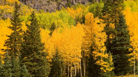 Yellow and Green Autumn - nature, yellow, forests, trees, green