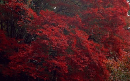 Red Autumn Trees - nature, autumn, trees, red