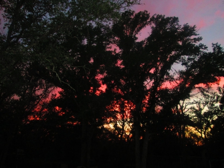 Pink Sunset Through the Trees - trees, sunsets, nature, sky