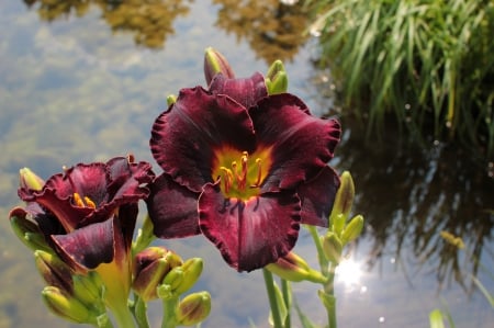 * - nature, flowers, flower, red