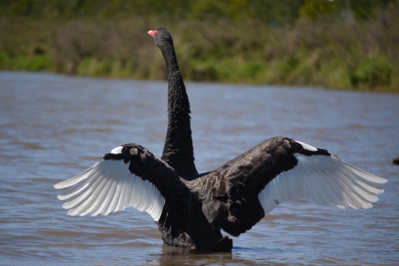 Black Swan - bird, nature, swan, photography, shellandshilo