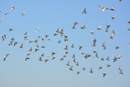 Flying free - free, flying, photography, shellandshilo, nature, park, birds