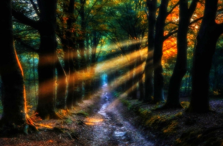 Enchanted - trees, beautiful, sunbeams, creek, colors, forest, leaves, path, fairytale, magic morning