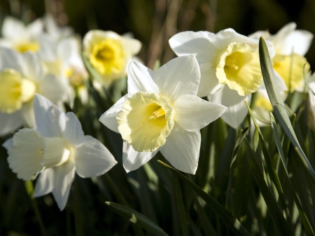 Daffodils - daffodils, nature, macro, yellow