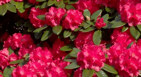 Red glory - branches, trees, red, beautiful, flowers, lovely