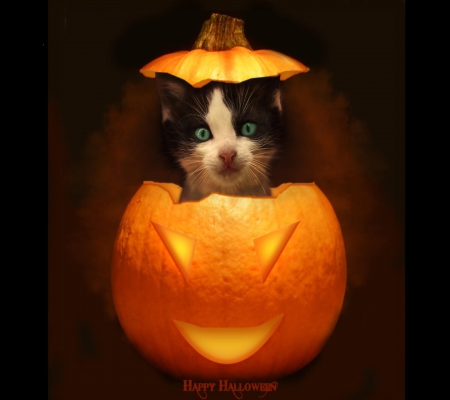 Halloween Cat - pumpkin, cat, night, halloween, pretty, lantern, animal, sweet, cute