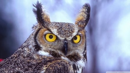 eagle owl - owl, eagle, bird, blue