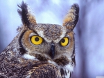 eagle owl