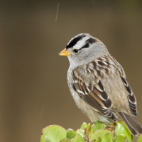 small bird in the rain