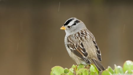 small bird in the rain - leaf, small, bird, green