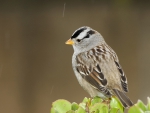 small bird in the rain