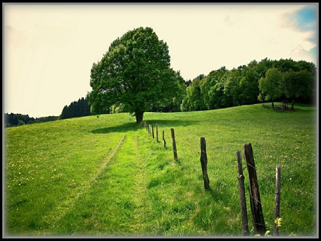 	Baum bei Gummeroth   near Gummeroth - gummeroth, near, grass, green