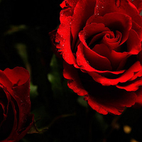 Red Roses