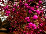 Pink berries