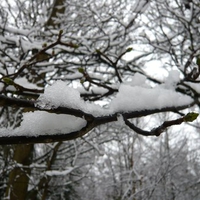 Snow on a tree branch