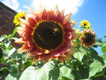 sunflower with bee