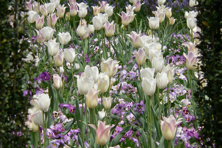 Tulips - tulips, flowers