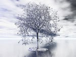 Silver tree