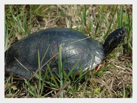 turtle - big, sweet, turtle, grass