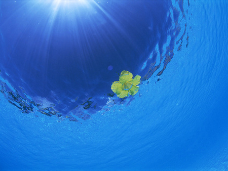 Flower in blue water - water, blue, flower