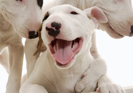 bisous!!! - dogs, mother, love, puppies