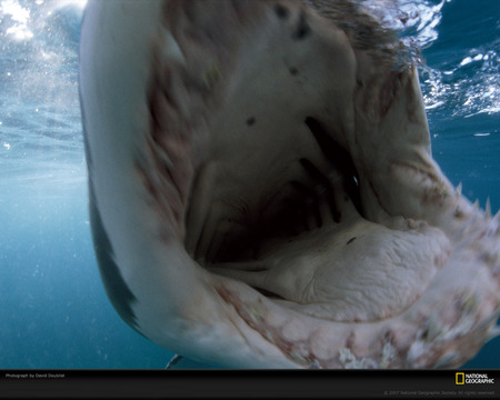 shark mouth - white, sharks, animals