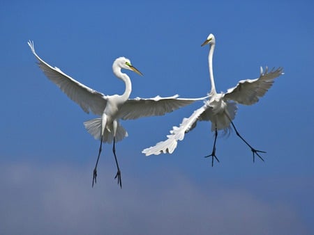 Whats up with the storks this morning? - bird, brain