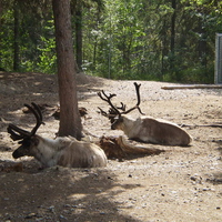 santa's reindeer