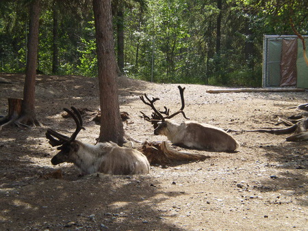 santa's reindeer - reindeer, animals, deer