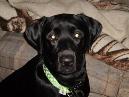 i see you - dogs, black lab, animals