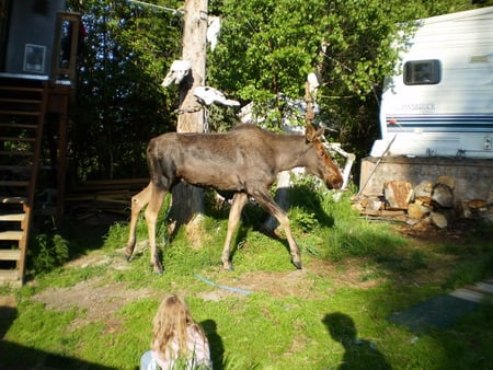 a short walk - animals, deer, moose