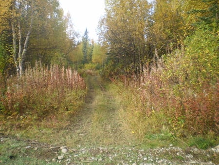 thick trail - fall, forests, nature