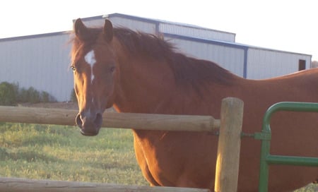 Junior - big boy, quarter horse