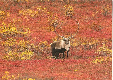 denali caribou - caribou, animals, deer