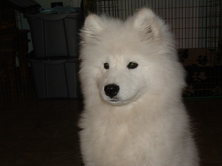 Qanuk 2 - girl, white, puppy, samoyed