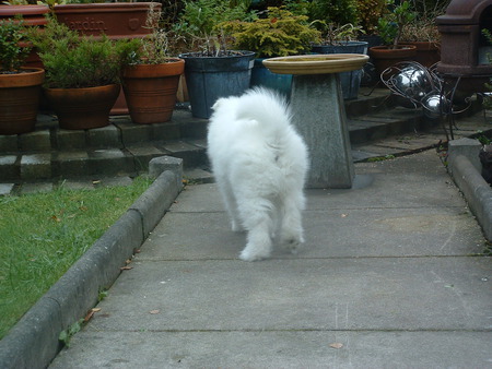 Qanuk 3 - white, girl, puppy, samoyed, 8