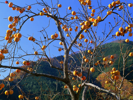 Japanese Nature - sky, landscap, nature