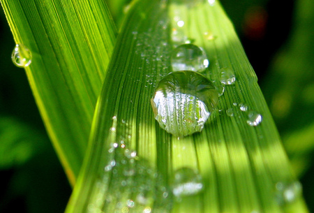 grass - grass, water, nature, green