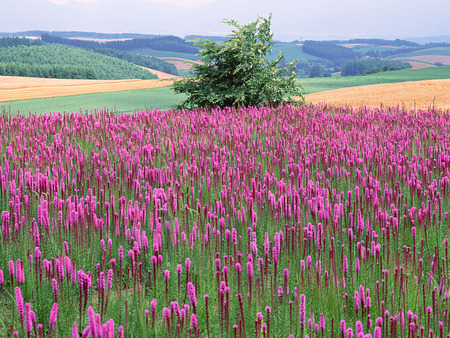 Japanese Nature - landscap, nature