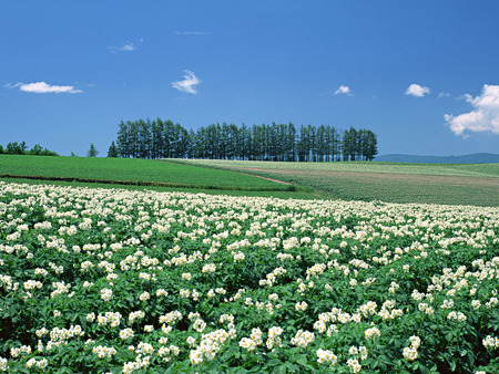 Forces of nature - landscap, nature