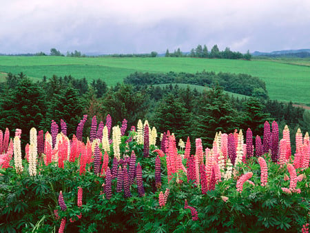 Japanese Nature - landscap, nature