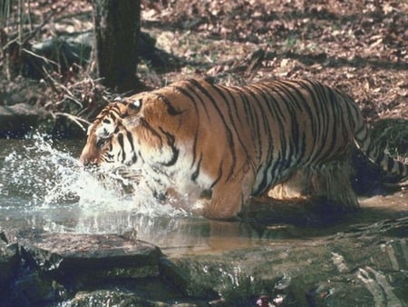 tiger play - water, tiger, playing