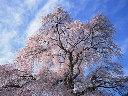 Japanese Nature - landscap, nature