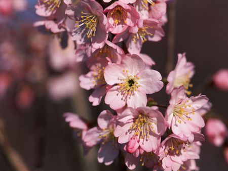 Japanese Nature - flowers, landscap, nature